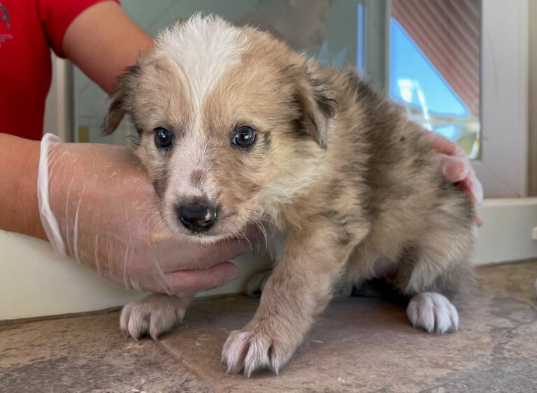 multimedia-foto90202-719-1