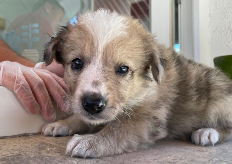 multimedia-foto90203-719-1