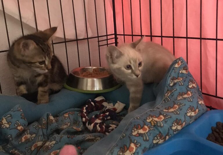 multimedia-foto90211-444-1