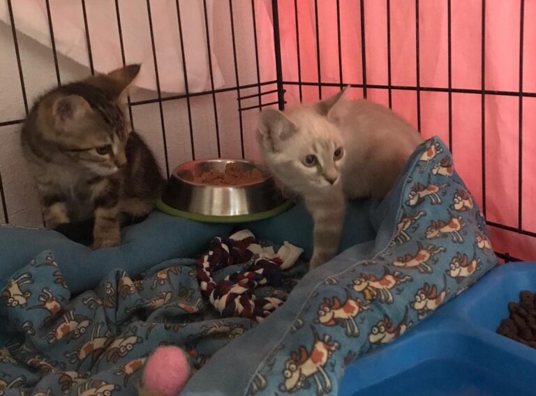 multimedia-foto90212-444-1