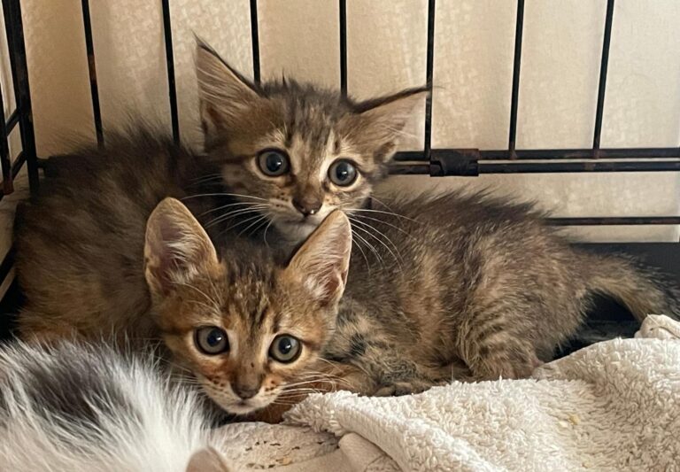 multimedia-foto90221-439-1