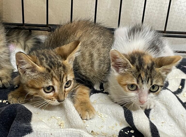 multimedia-foto90224-440-1