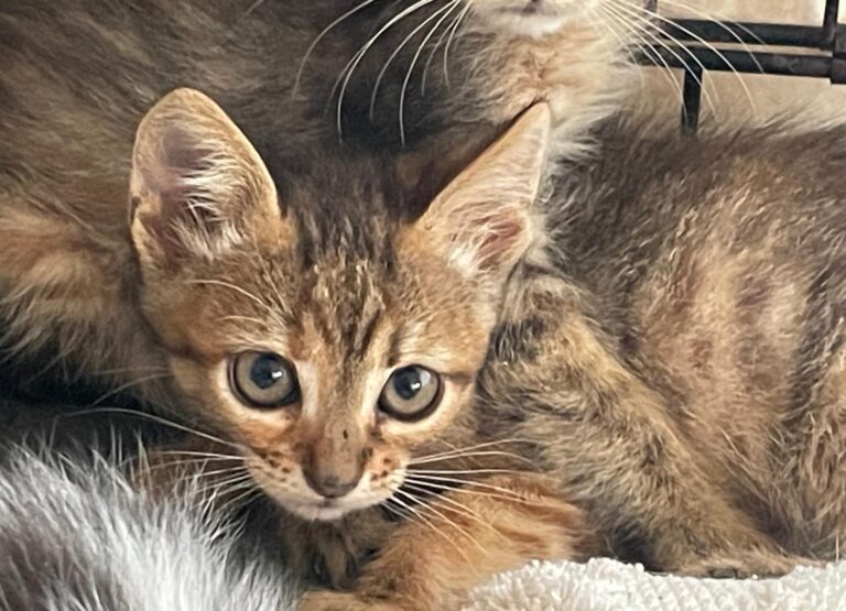 multimedia-foto90226-441-1