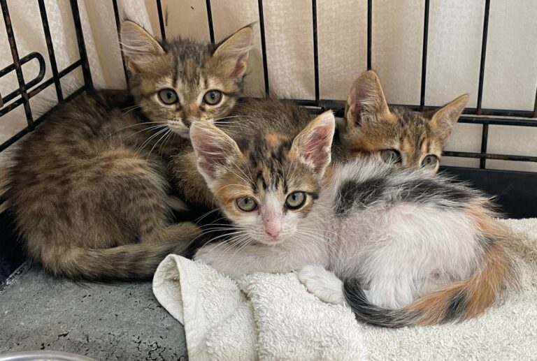 multimedia-foto90238-638-1