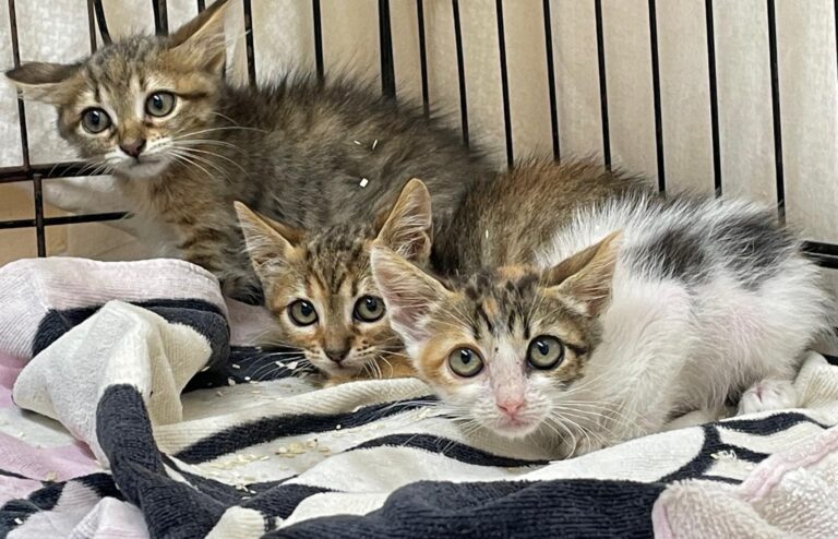 multimedia-foto90240-638-1