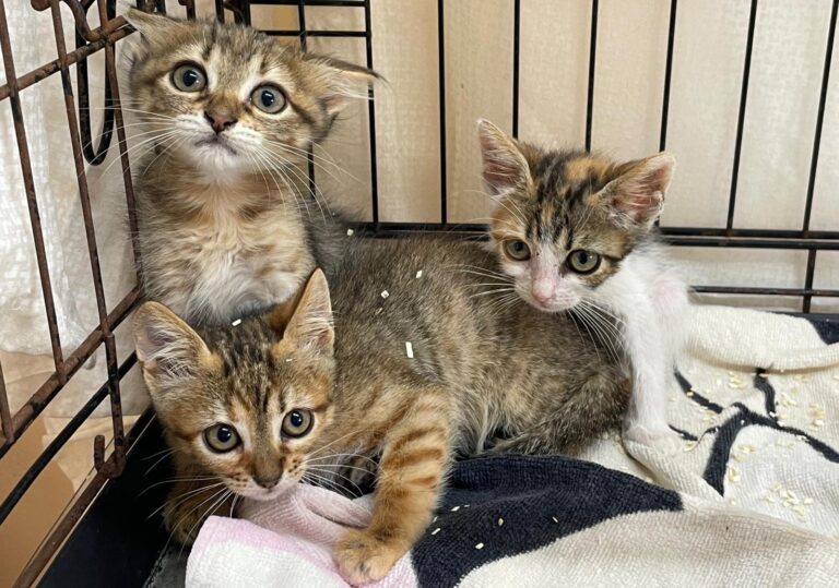 multimedia-foto90241-639-1