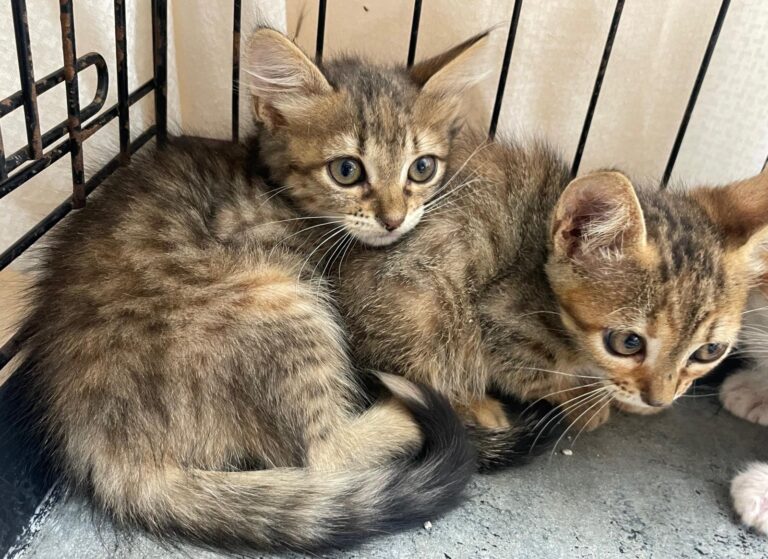 multimedia-foto90243-639-1