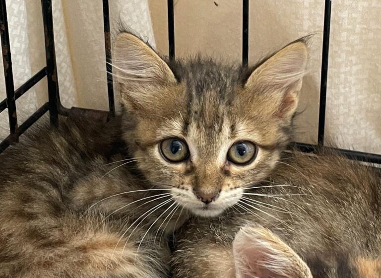 multimedia-foto90246-640-1