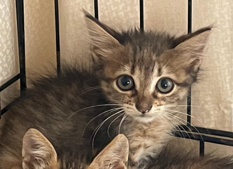 multimedia-foto90247-640-1