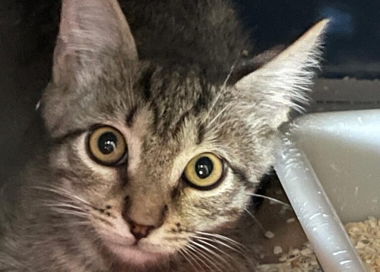 multimedia-foto90251-506-1