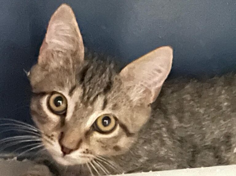 multimedia-foto90252-507-1