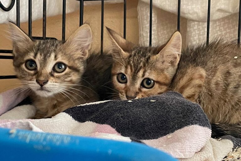 multimedia-foto90253-961-1