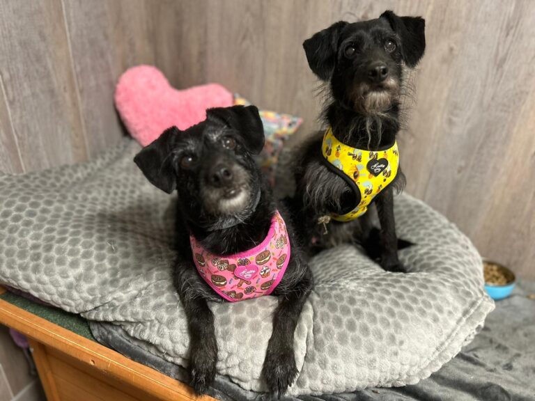 multimedia-foto90272-223-1