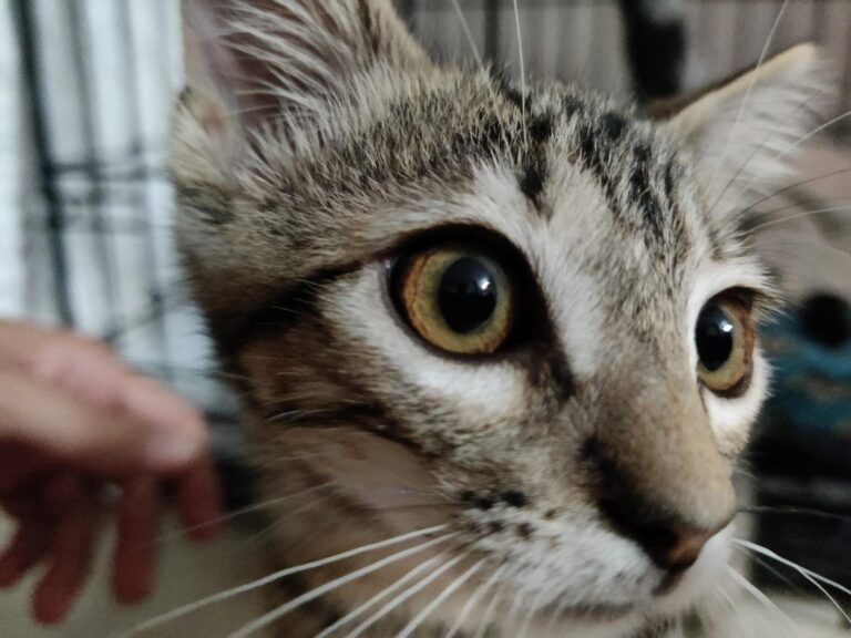 multimedia-foto90289-617-1