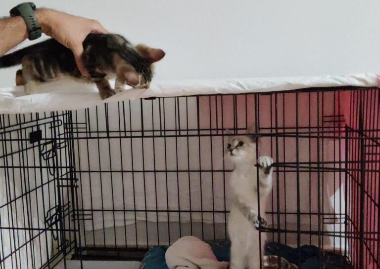 multimedia-foto90290-618-1