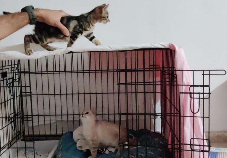 multimedia-foto90291-618-1