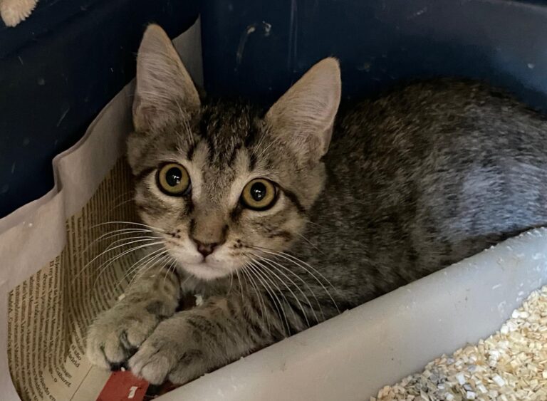 multimedia-foto90292-302-1