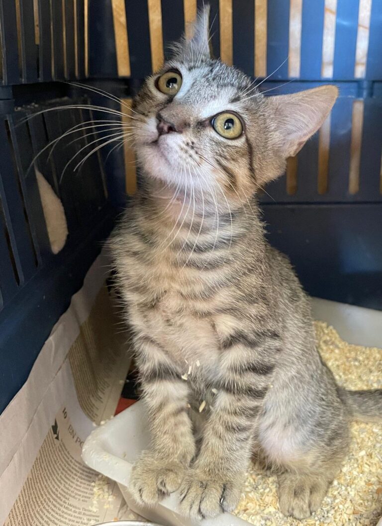 multimedia-foto90293-302-1