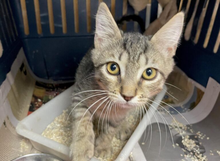 multimedia-foto90294-303-1