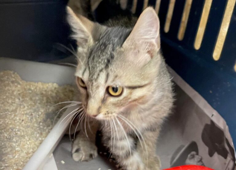 multimedia-foto90295-303-1