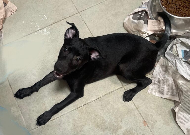 multimedia-foto90305-184-1