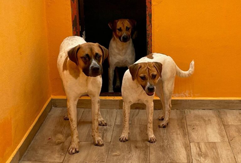 multimedia-foto90359-483-1