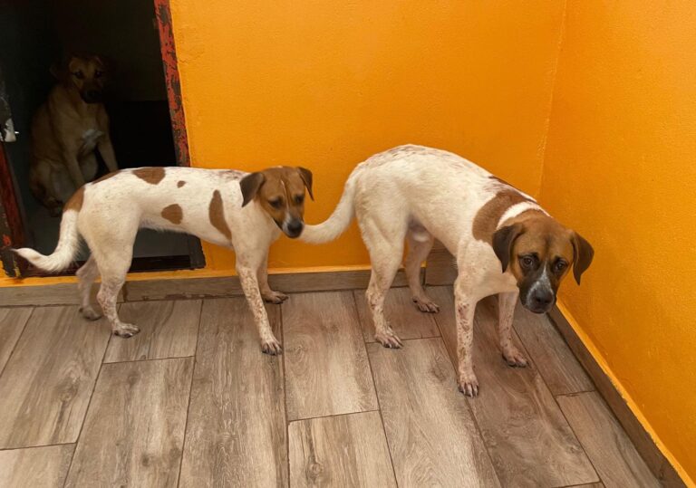 multimedia-foto90361-483-1