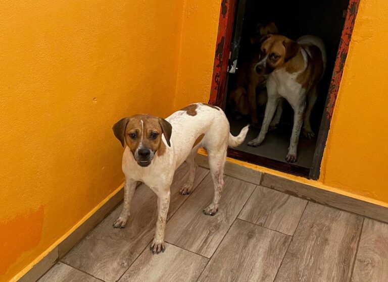 multimedia-foto90362-484-1