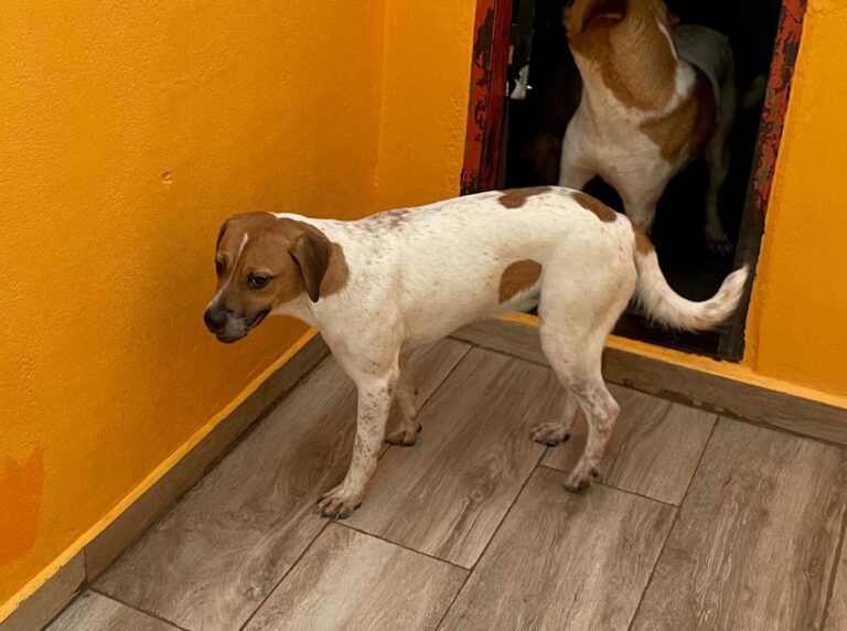 multimedia-foto90363-484-1