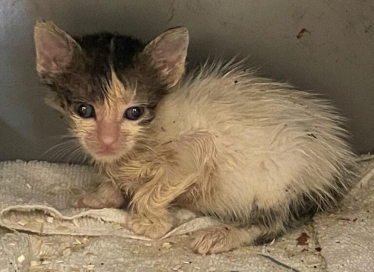 multimedia-foto90393-201-1