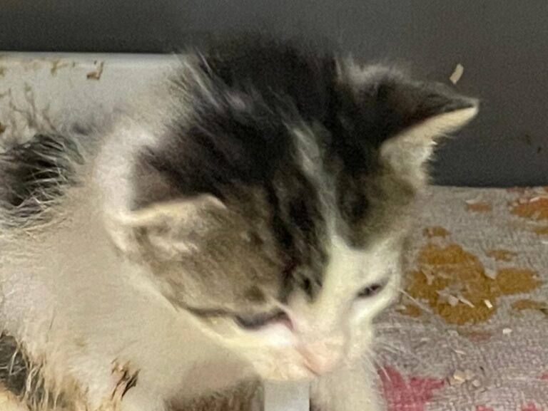 multimedia-foto90394-202-1