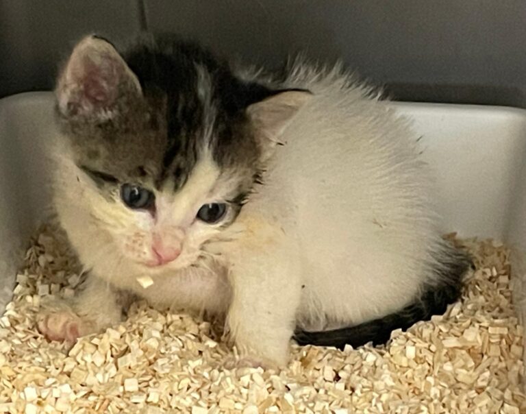 multimedia-foto90395-202-1