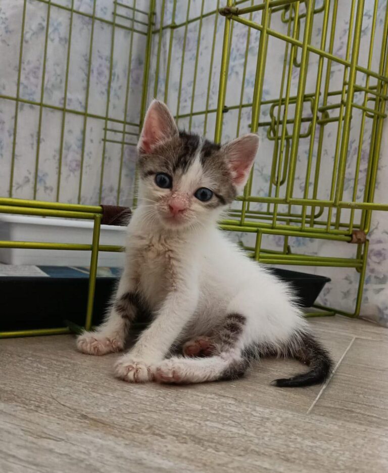 multimedia-foto90397-203-1