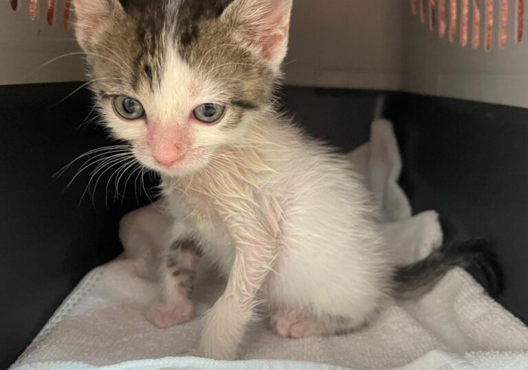 multimedia-foto90398-203-1