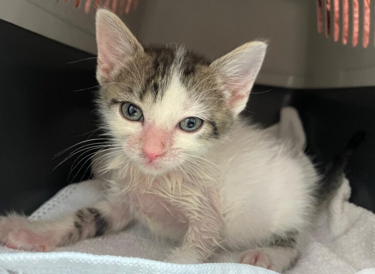 multimedia-foto90399-203-1