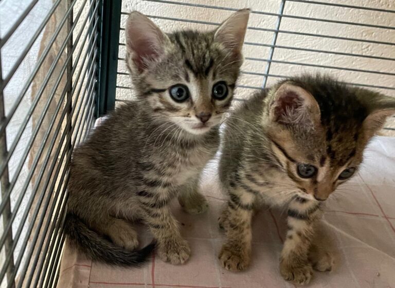 multimedia-foto90441-935-1