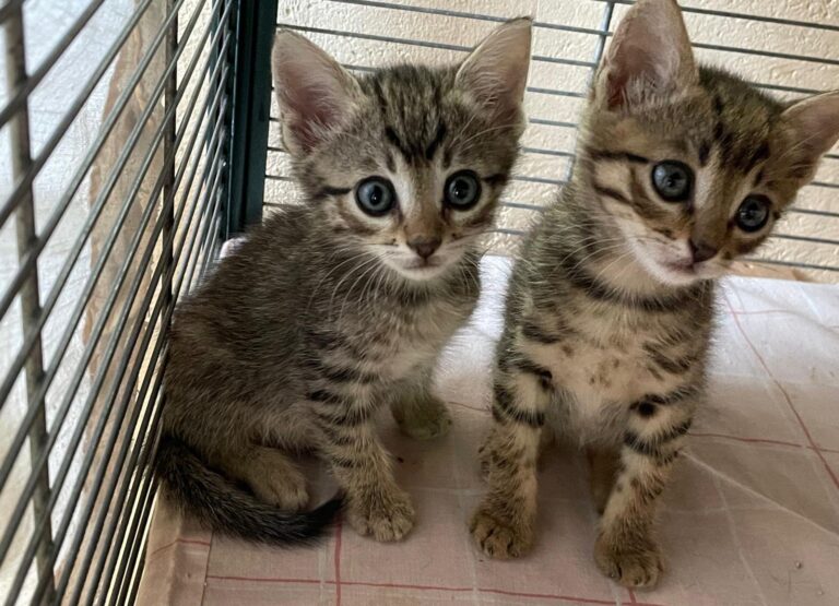 multimedia-foto90442-935-1