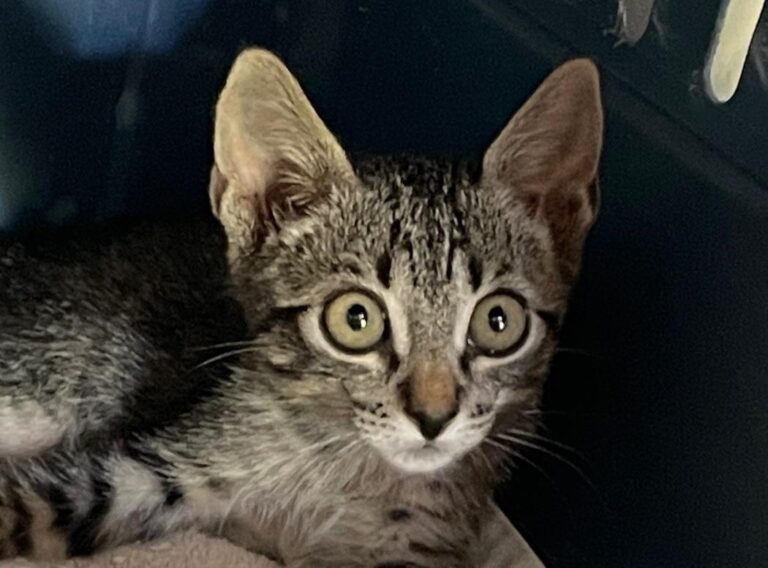 multimedia-foto90462-917-1