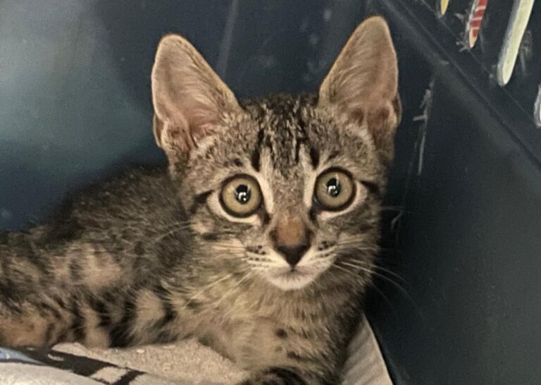 multimedia-foto90465-918-1