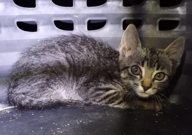 multimedia-foto90467-918-1