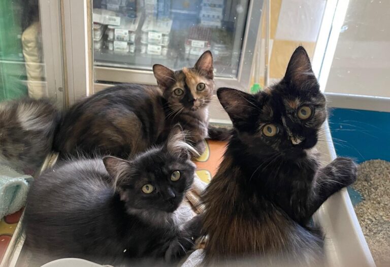 multimedia-foto90475-754-1