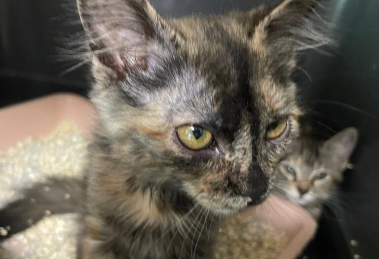 multimedia-foto90482-855-1