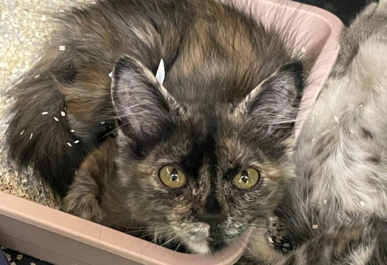 multimedia-foto90483-855-1