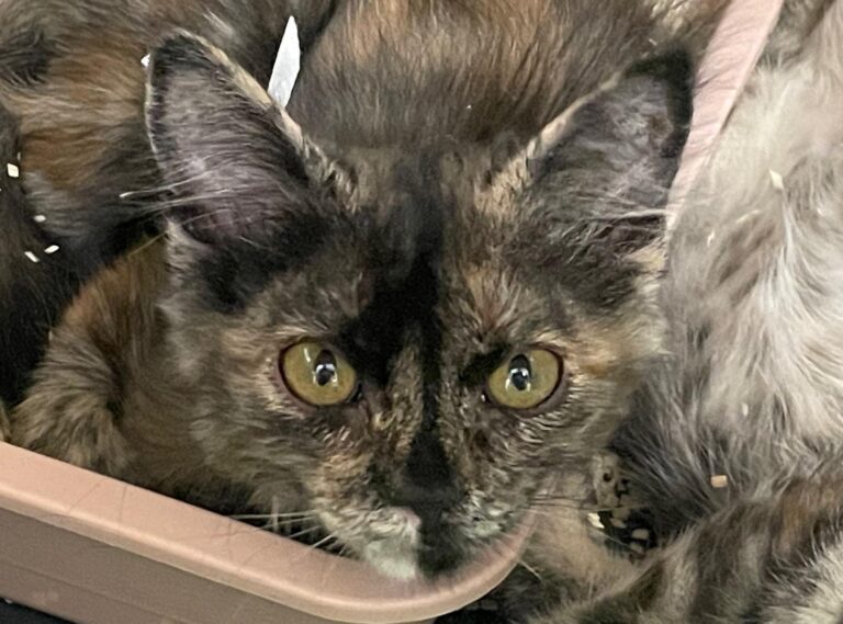 multimedia-foto90484-855-1