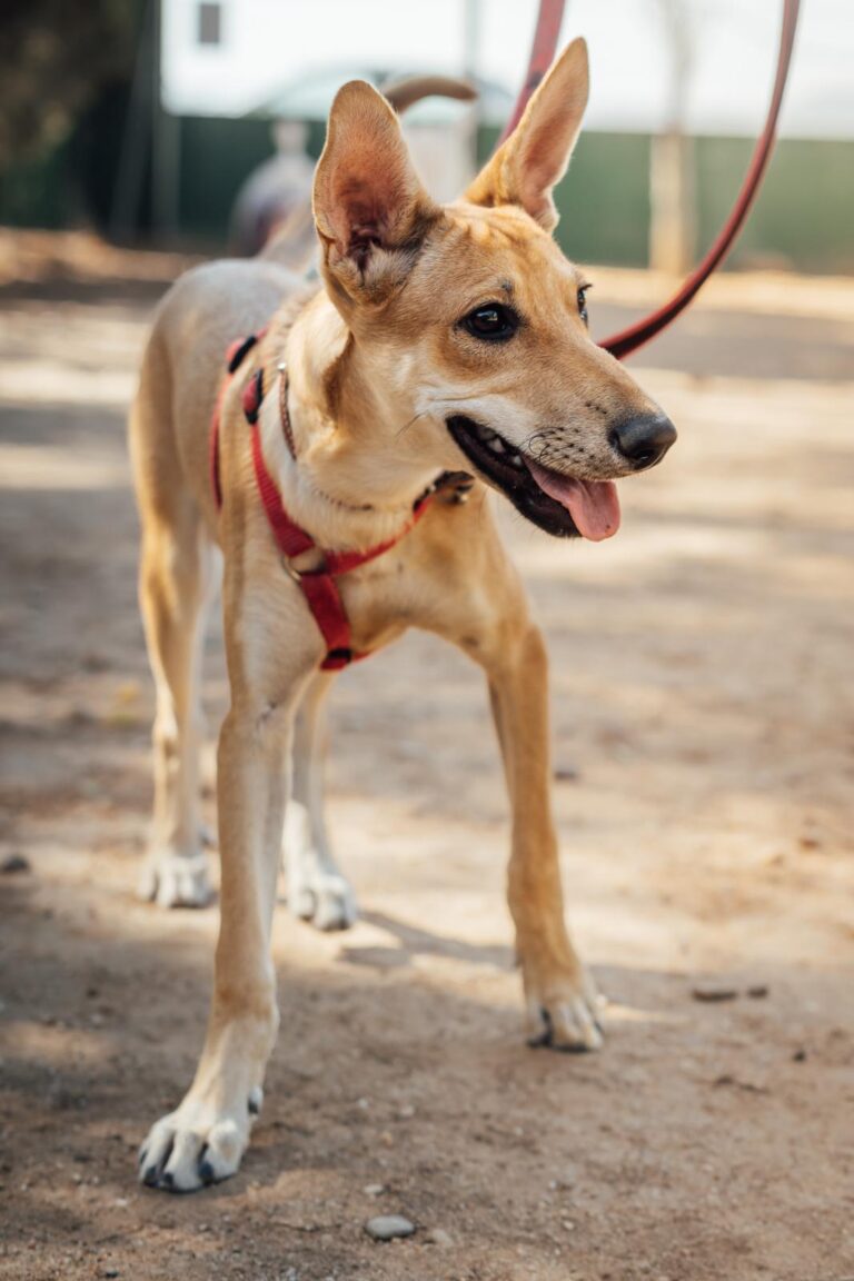 multimedia-foto90512-482-1