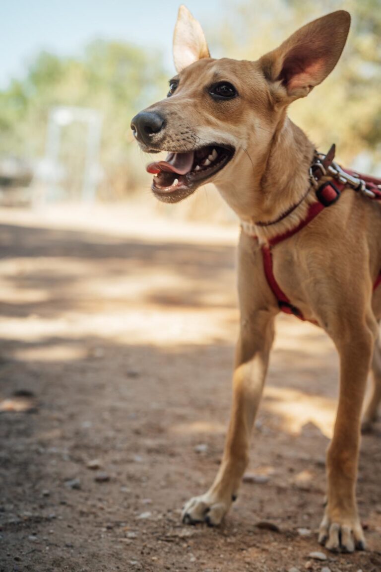 multimedia-foto90513-482-1