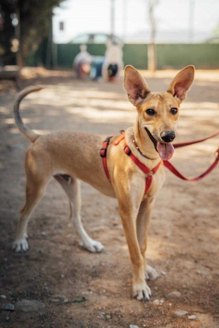 multimedia-foto90515-483-1