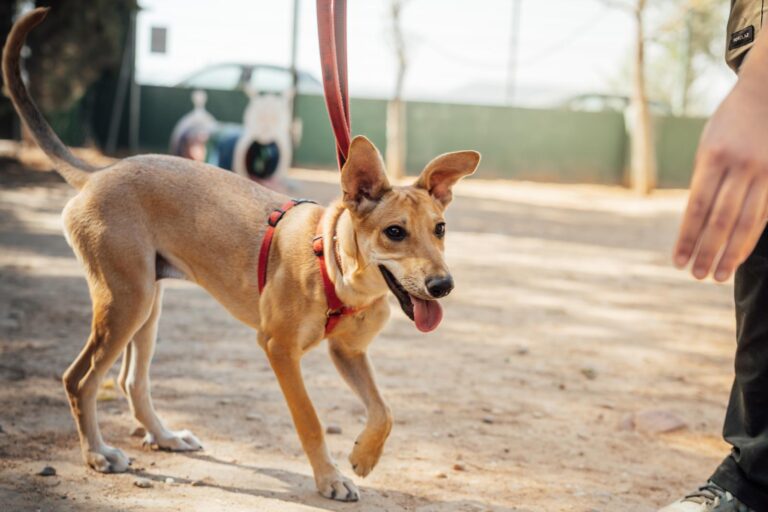 multimedia-foto90516-483-1