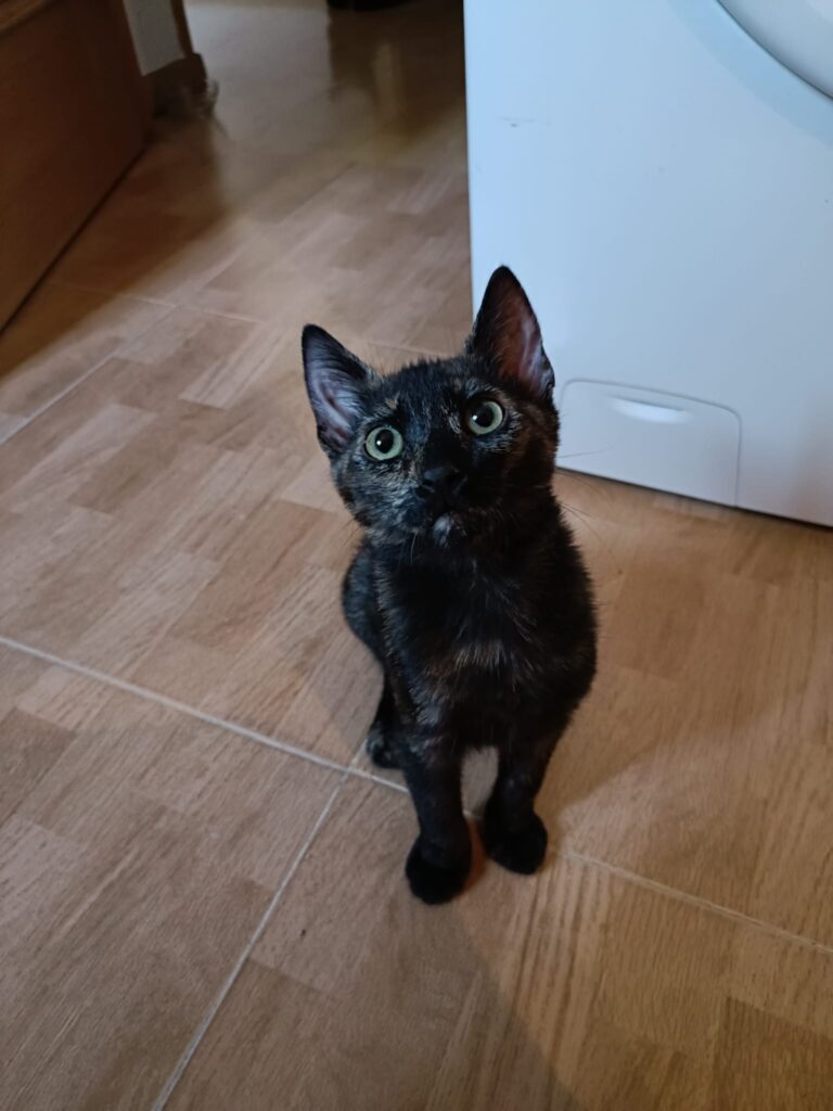 multimedia-foto90521-821-1