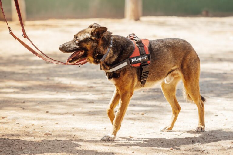 multimedia-foto90524-43-1